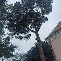 per appassionati di piante secolari