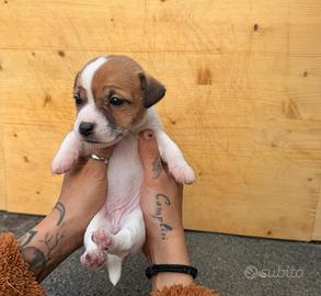 2 cucciole Jack russel terrier pure con pedigree