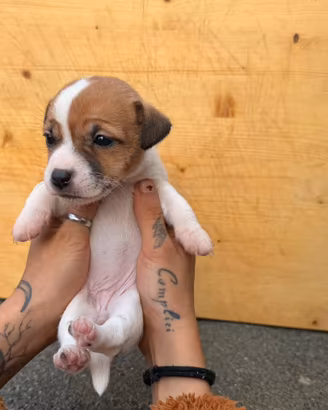 2 cucciole Jack russel terrier pure con pedigree