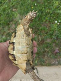 Tartaruga terrestre