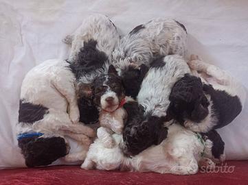 Cuccioli Lagotto Romagnolo