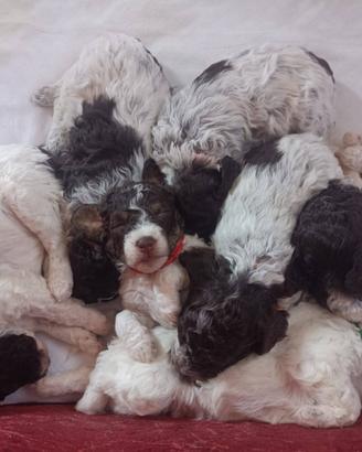 Cuccioli Lagotto Romagnolo