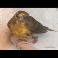 Come in foto si cede un bel Verzellino 2024