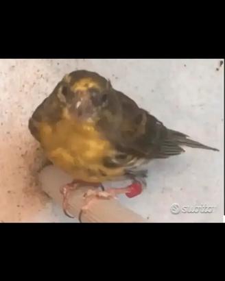 Come in foto si cede un bel Verzellino 2024