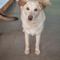 Musikka la dolcezza fatta cane