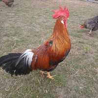 Galli livornese collo oro di 6 mesi