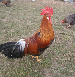 Galli livornese collo oro di 6 mesi
