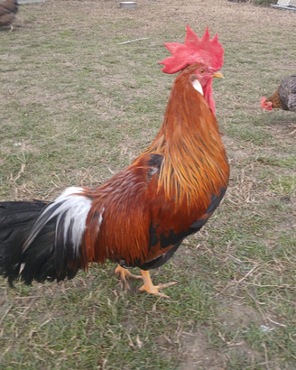 Galli livornese collo oro di 6 mesi