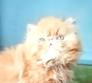 Persiano cucciolo