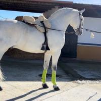 Cavallo Andaluso