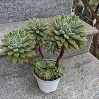 pianta grassa 