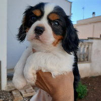 Cuccioli cavalier king
