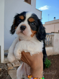 Cuccioli cavalier king