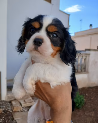 Cuccioli cavalier king