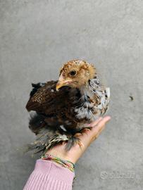 Pulcinotti di brahma pichiettato e millefiori