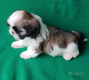 Cuccioli di Shihtzu