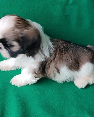 Cuccioli di Shihtzu