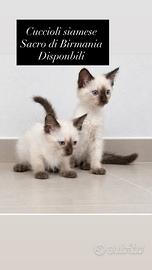 Disponibili cuccioli siamese sacro di Birmania