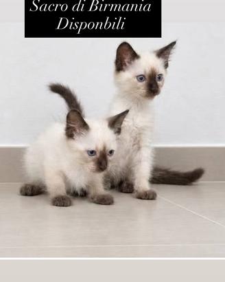 Disponibili cuccioli siamese sacro di Birmania