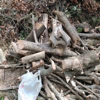 legna da ardere di qualità leccio ulivo quercia