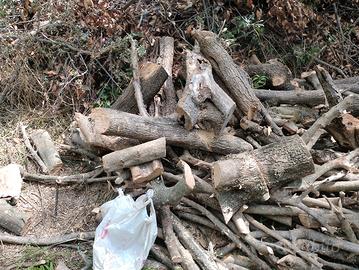 legna da ardere di qualità leccio ulivo quercia