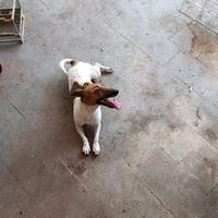 Jack russel