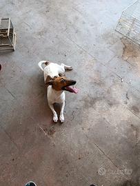 Jack russel