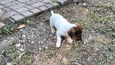 Jack Russell