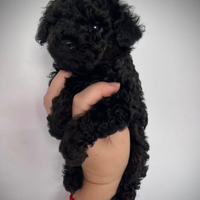 Cucciolo di barboncino nero.mini toy