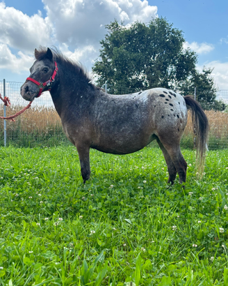 Pony Shetland