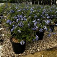 Plumbago grande- Gelsomino azzurro