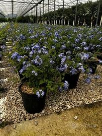 Plumbago grande- Gelsomino azzurro