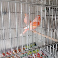 Canarini novelli 2024