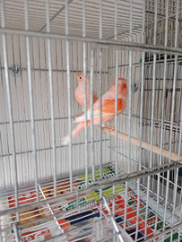 Canarini novelli 2024