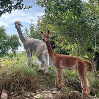 Coppia Stalloni Alpaca alta genealogia