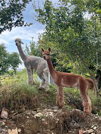 Coppia Stalloni Alpaca alta genealogia