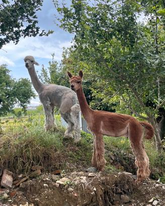 Coppia Stalloni Alpaca alta genealogia