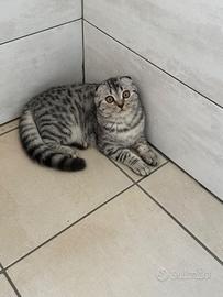 Razza scottish fold