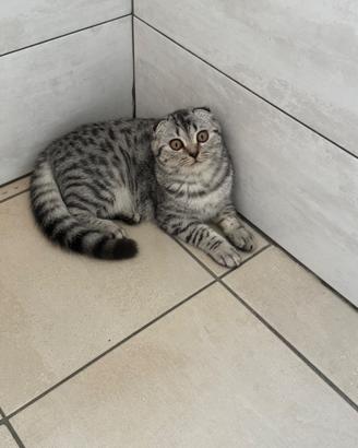 Razza scottish fold