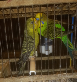 Pappagalli cocoriti LEGGI