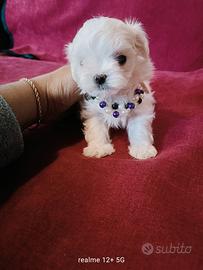 Maltesine pedigree ENCI