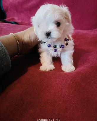 Maltesine pedigree ENCI