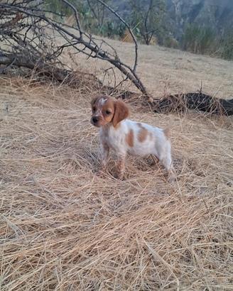 Cuccioli di Breton
