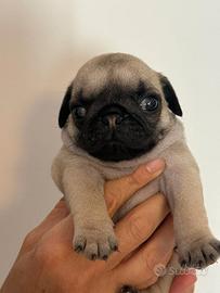 Cucciolo di carlino
