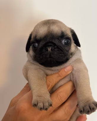 Cucciolo di carlino