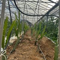 Piante Dragon fruit pitaya