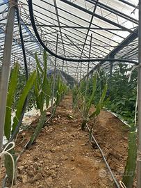 Piante Dragon fruit pitaya