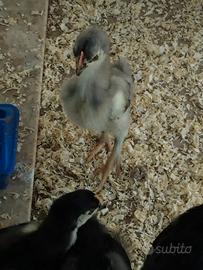 Pulcini di gallina marans