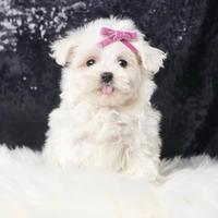 Cucciolina femmina di Maltese