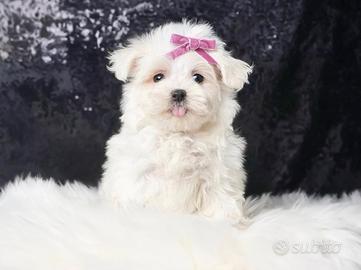 Cucciolina femmina di Maltese